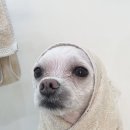 댕그리 펫 살롱 이미지