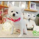 개스트펫살롱 이미지