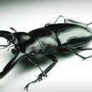 장수하늘소 이미지