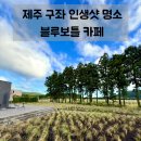 한 잔의 쉼, 한 스푼의 봄 | 제주 블루보틀 카페에서 인생샷 도전! 구좌 가볼만한 곳 추천