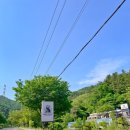 비발디 향기나무 이미지