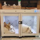 태안 알로하오에 애견풀빌라 이미지