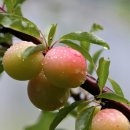 항사농장 이미지