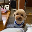 둘리애견 둔포점 이미지