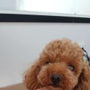 더 편하개 이미지