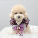 몽트라슈 이미지