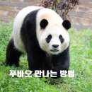 푸바오 자유여행 - 선수핑 판다기지 식당 매점 카페 택시 푸바오굿즈