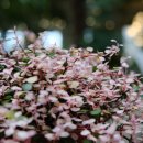 바보온달 이미지