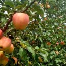 장금농장 이미지