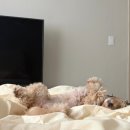 푸우동물병원 | 강아지 유산균 추천! 미국 동물병원에서도 사용하는 펫에그 비니백 플러스 파우더 후기