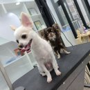 와와리 애견미용 이미지