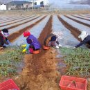 충북농업기술원 마늘연구소 이미지