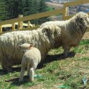 동선목장 이미지