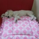 뿌리네 애견샵 이미지