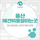 화봉켄넬 네이버블로그