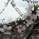 춘덕산 복숭아꽃 축제 이미지