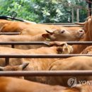 축사 연합뉴스
