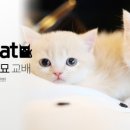 톰앤캣 광명고양이분양 이미지