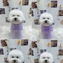 멍끌림 | 수완지구 애견미용 멍끌림 비숑 미용후기