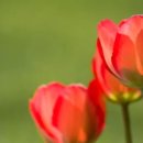 로보락 큐레보 커브 후기 장점, 단점, 할인 정보