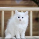 마포고양이도레미캣 이미지