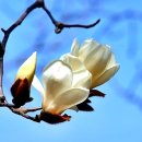 목련1차 이미지