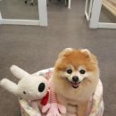 꽃같은 개 네이버블로그