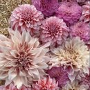 로사약국 이미지