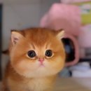 먼치킨샵