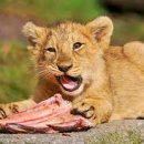 편대장영화식당 이미지