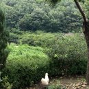 일진민박식당