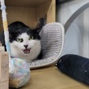 호텔이냥 이미지