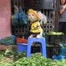 생선파는 고양이 이미지