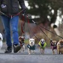 도그도그 이미지