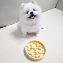 손짖 | 본아페티 급체 방지용 무소음 강아지 식기 급여 후기~