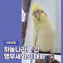 새하늘나라 | 애니멀 커뮤니케이터 하모니 후기 | 하늘나라로 간 앵무새와의 대화