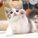 라온캣잠실고양이분양