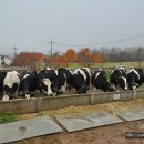 농도원목장 이미지