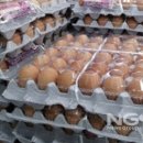 자정농장 이미지