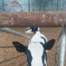 샘뜰목장 이미지