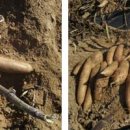 번호골농장 이미지