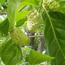 great morinda, Indian mulberry, noni, beach mulberry, and cheese fruit.노니 171204 식물원 이미지