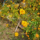 산채원 | 공주 맛집 세종시 산채원 : 국내산 곤드레 돼지불고기 정식 내돈내산 이용 후기