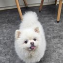 희희퍼피 이미지