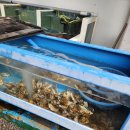 반도 | 부안횟집 격포항맛집추천 든든회코스 변산반도횟집 VIP코스 후기~