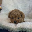 도그마루 강아지고양이 대전점 이미지