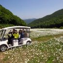 아리랑시장 콧등치기 식후, 하늘길 야생화 구경 이미지