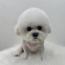 예쁜미용소