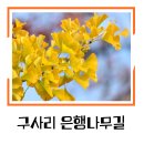 안성동신초등학교 | 안성 구사리 은행나무길 후기
