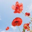 양귀비 - 군산시 중앙로 80-14 | 양귀비